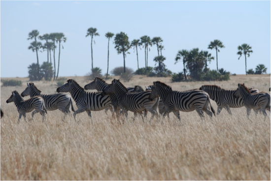 Zebras in the Makgadikgadi grasslands.