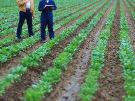 Farmers in a field