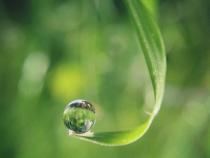 Water's Family Tree: Where Did it Come From?