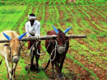 Farmer in a field