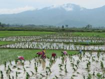 Rice fields in India