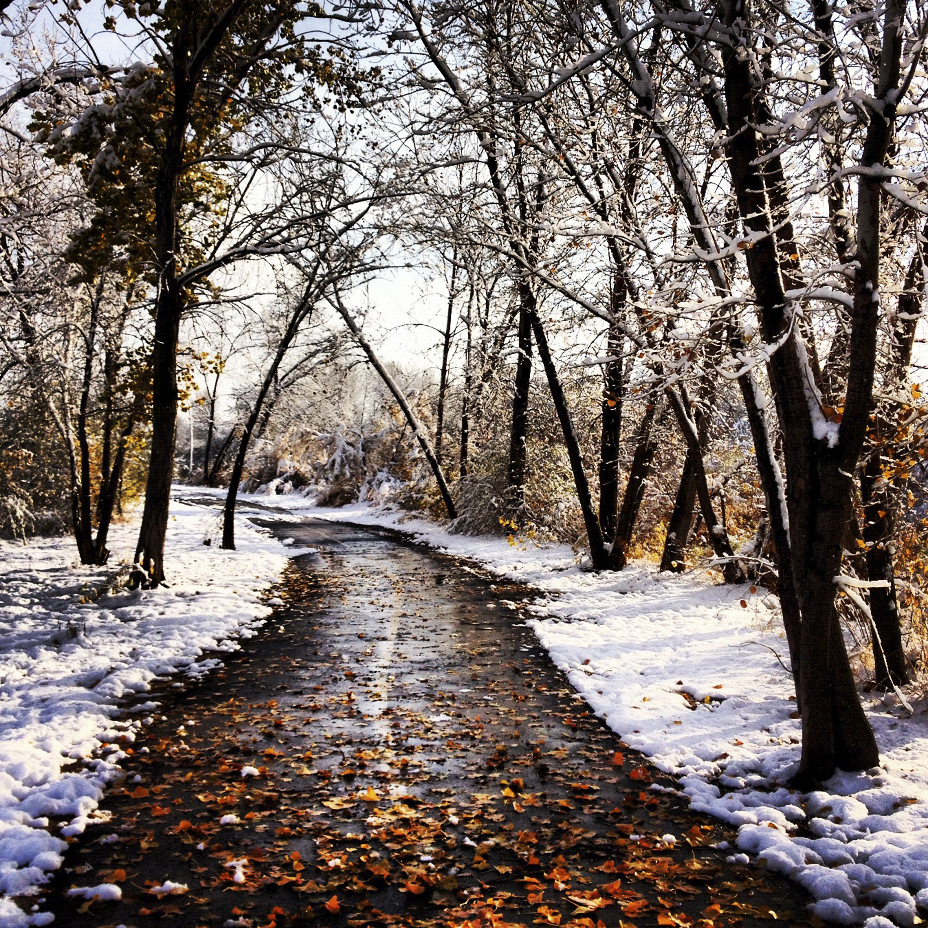 Winter Walk, by Crystal Shull