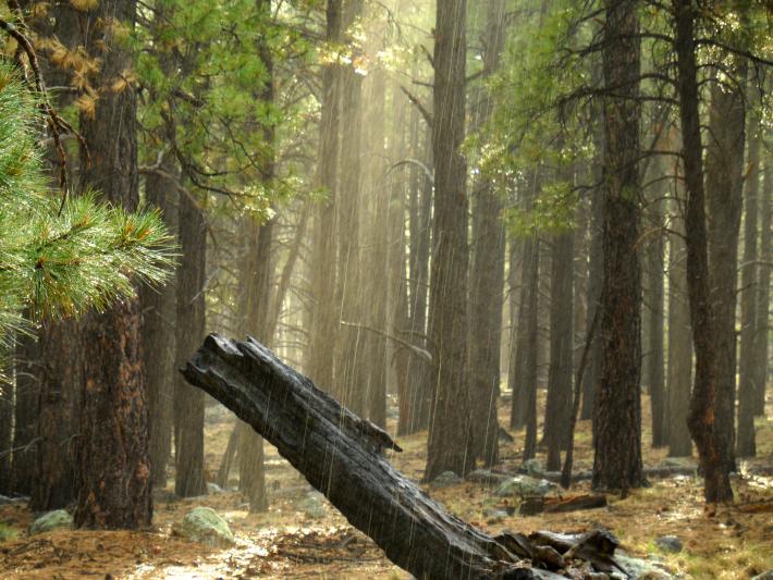 Rain in the Pines of Fort Valley, by Gill Couto