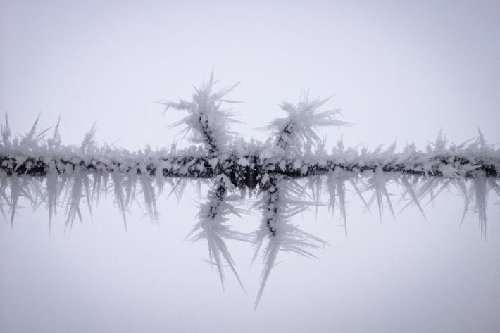 Winter Barbs, by Tyson Krinke