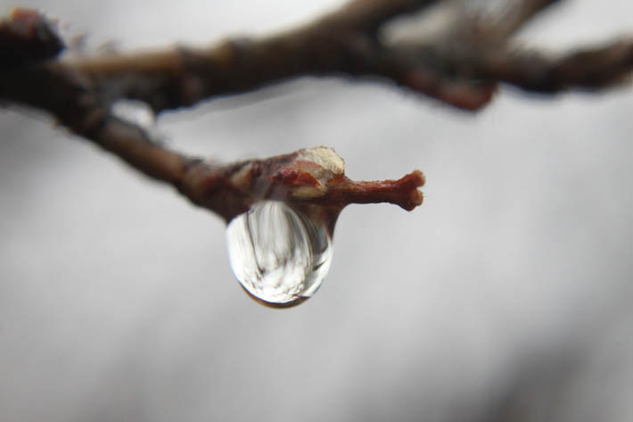 Rain Awakening, by Cooper Dowling