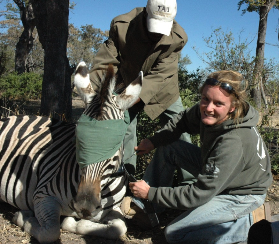 Dr. Hattie Bartlam-Brooks collared a zebra with GPS to track their location along the migration route.