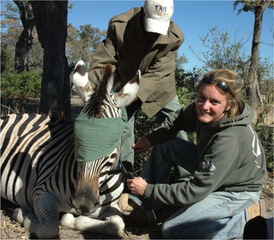 Wildlife Biologist Earns His 'Zebra Stripes' With New Book