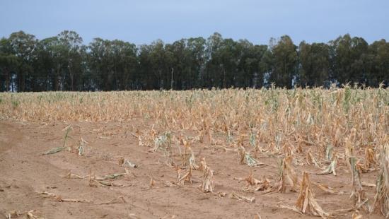 Crops drying out