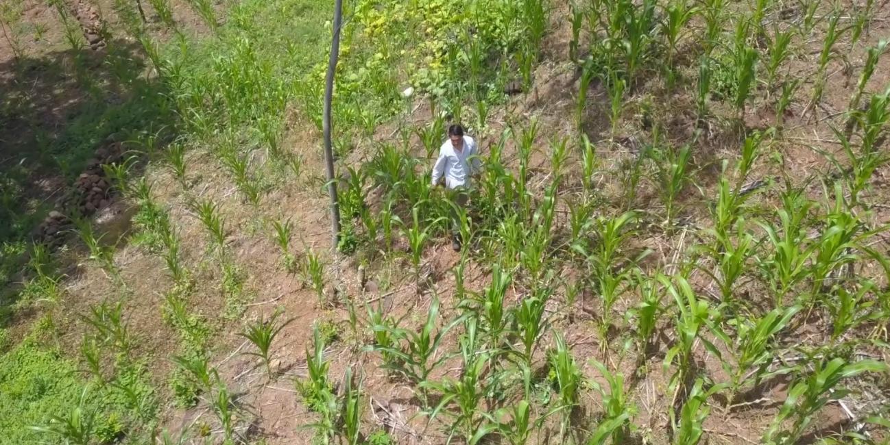 Farmer in a field in El Salvador