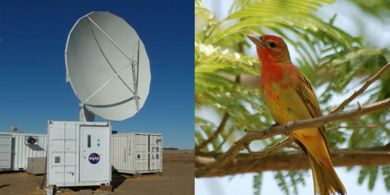 The NPOL radar and a Summer Tanger