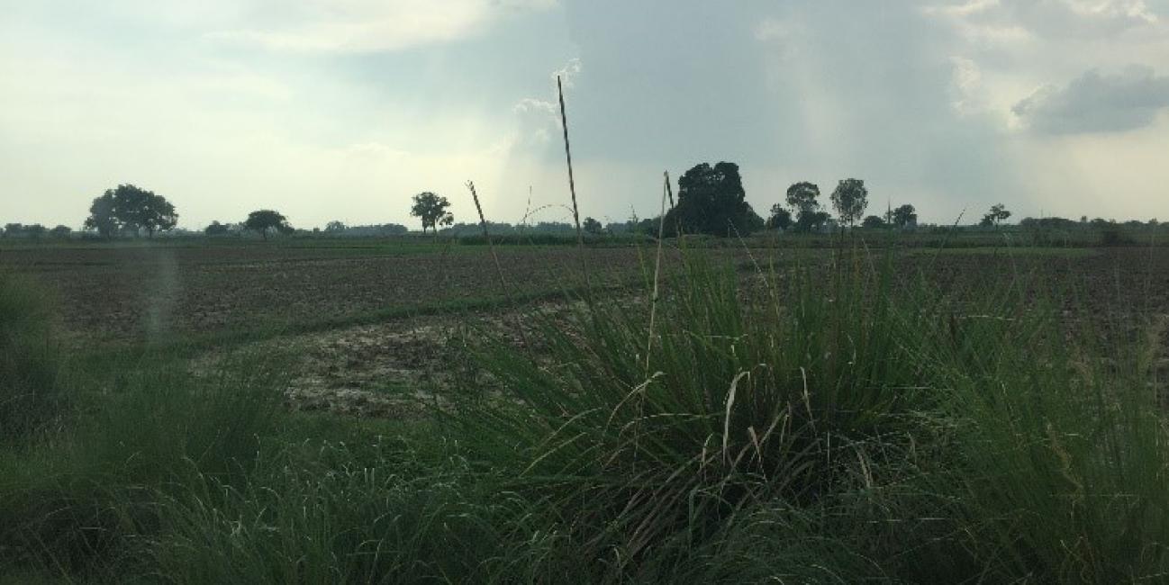 Field in Pakistan