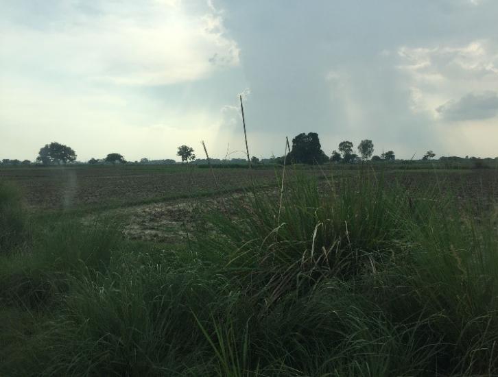 Field in Pakistan