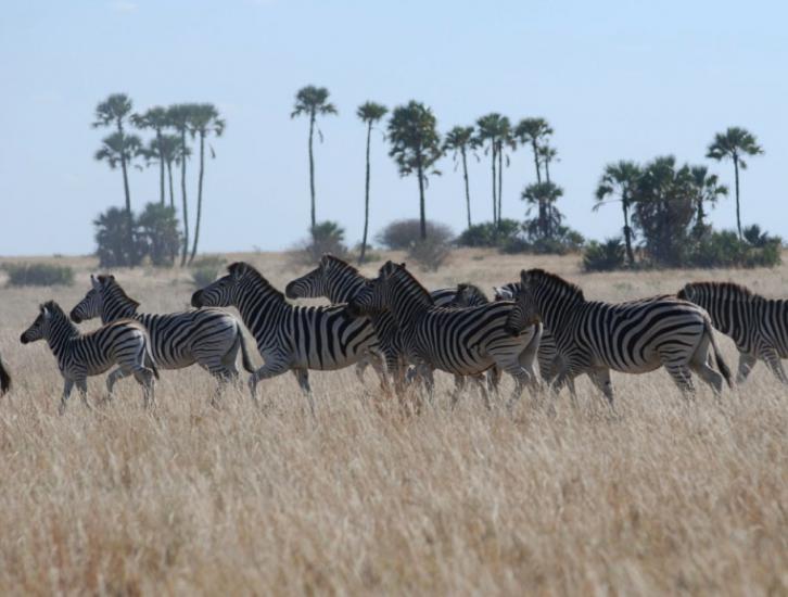 NASA satellites used to predict zebra migrations
