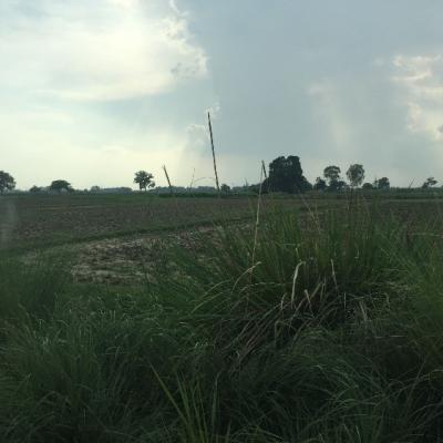 Field in Pakistan